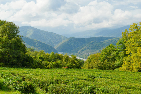 夏日的高山美丽茶园