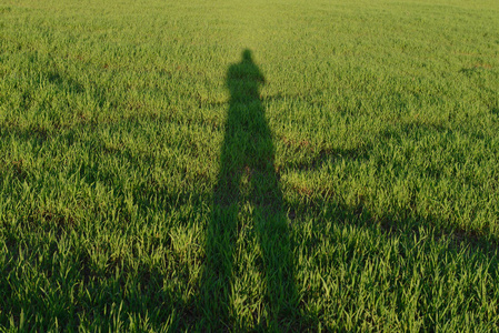 绿茵草地上的影子.