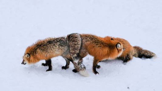 棕色狐狸在雪地上睡觉和散步，如此可爱，但野性。狐狸村里有太多脸饿的狐狸