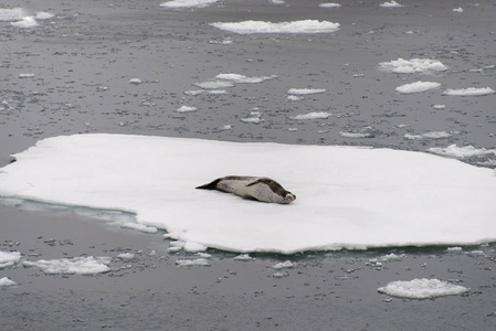 豹海豹在冰上