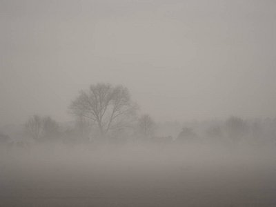 下午雾很大的风景，有树木和无云的天空