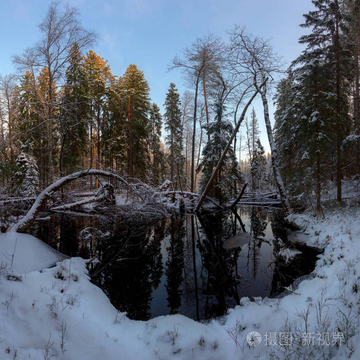 冬天森林里的日落. 列宁格勒地区. 俄罗斯