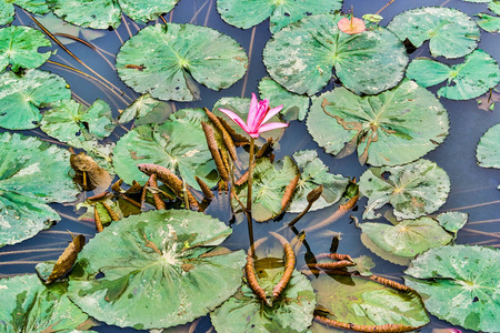 水湖百合花景观