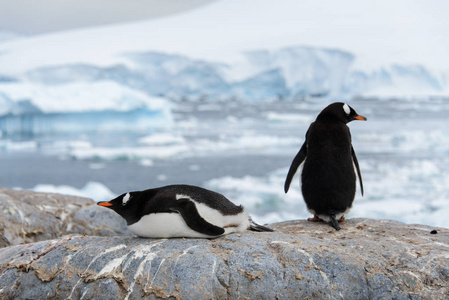 两只企鹅在智利图片