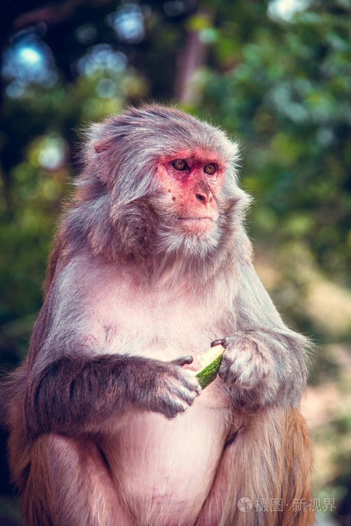关闭猴子的正面视图猴子手里拿着西瓜恒河猴马卡马拉塔