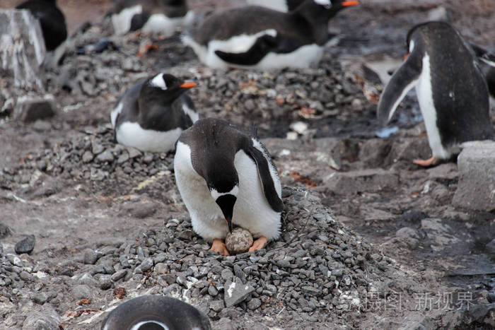 企鹅在巢里带蛋