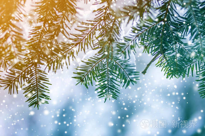 松树的枝条上有绿色的针，覆盖着深深的新鲜干净的雪，在模糊的蓝色户外复制空间背景。 圣诞快乐，新年快乐，贺卡。 软光效应。