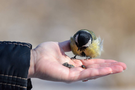 手掌上的小鸟图片