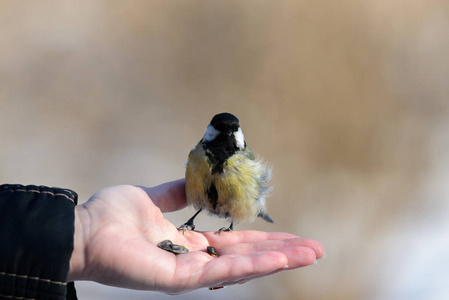 手掌上的小鸟图片