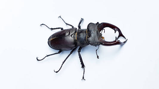 甲虫躲在树洞里.错误宏照片这张照片显示了非洲的一只海蛇.