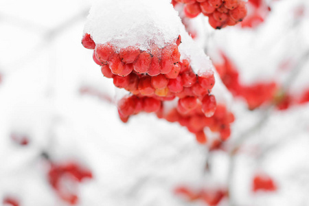 雪中的振动。 美丽的冬天