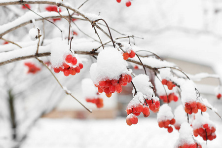 雪中的振动。 美丽的冬天。