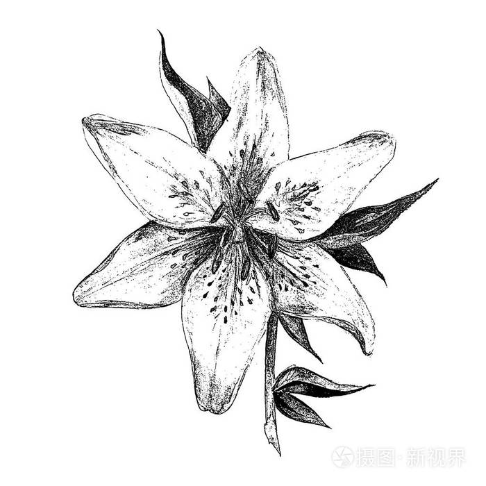 百合花装饰花隔离白色背景植物黑白单色插图婚纱印刷产品卡片邀请