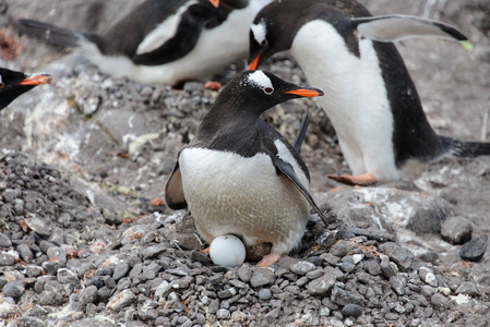珍贵的企鹅蛋图片