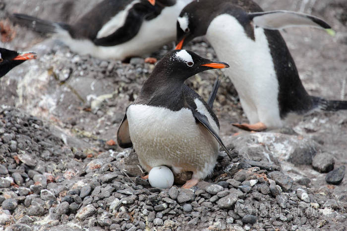 企鹅在巢里带蛋