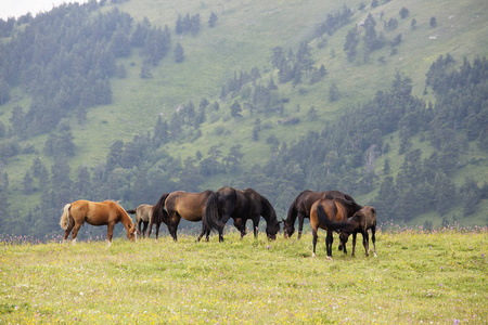 西高加索拉古纳基高原上海拔2200米的马