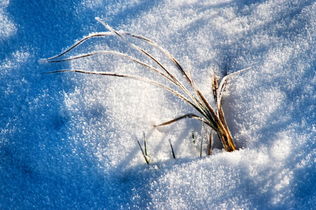 自然季节背景干草露出雪