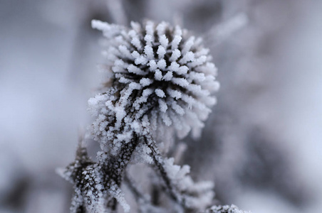 刺在雪地里