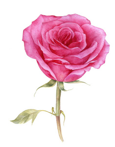 水彩绘画粉红玫瑰