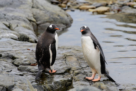 两只温柔的企鹅在大自然中