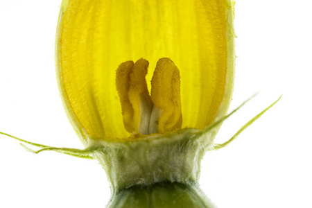 子房有花瓣花冠柱头子房萼的解剖南瓜雌花或雌蕊的视图照片