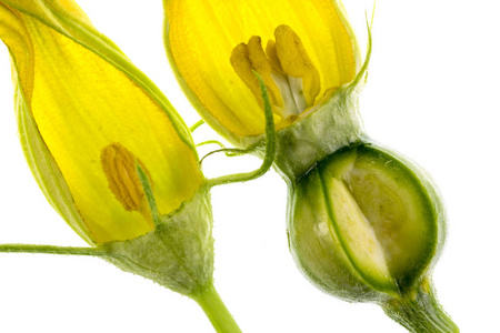 子房解剖南瓜雌雄花或雌蕊,花瓣花冠柱头花,子房,萼,花蕊,花药花丝