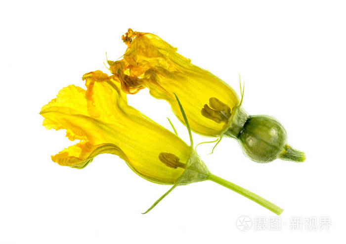 解剖南瓜雌雄花或雌蕊花瓣花冠柱头花子房萼花蕊花药花丝