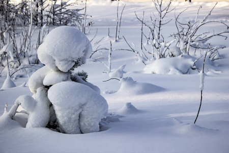 冬天背景下一棵小雪覆盖的松树