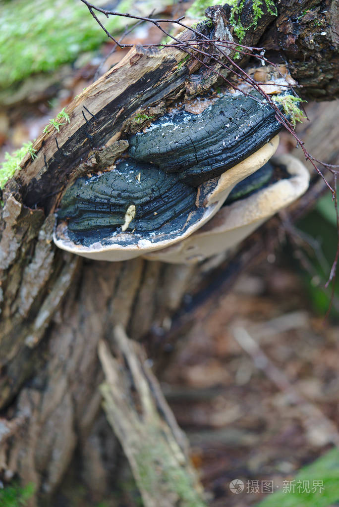 森林蘑菇寄生虫的树乌弗涅森林