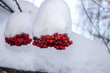 挂在雪枝上的红色明亮的