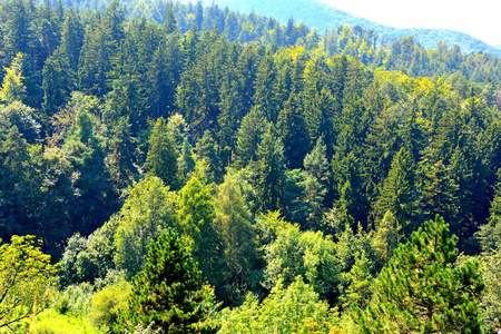布拉索夫市附近的坦帕山公路。 罗马尼亚特兰西瓦尼亚森林的典型景观。 阳光明媚的仲夏的绿色景观