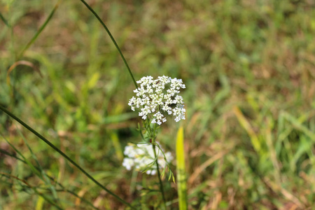 野外植物特写，背景模糊