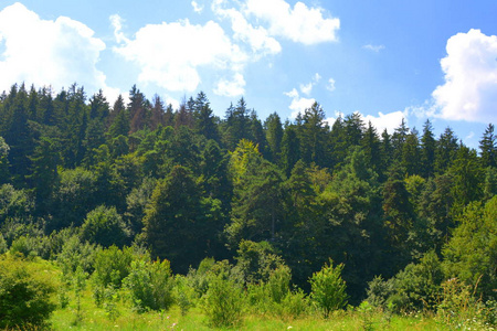 通往坦帕山的路，靠近布拉索夫市。罗马尼亚特兰西瓦尼亚森林的典型景观。仲夏的绿色景观，在阳光明媚的日子里