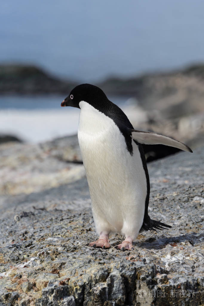 2437*3650px发票合同问题/南极洲企鹅冰鸟南极岩石极地查看作者其他
