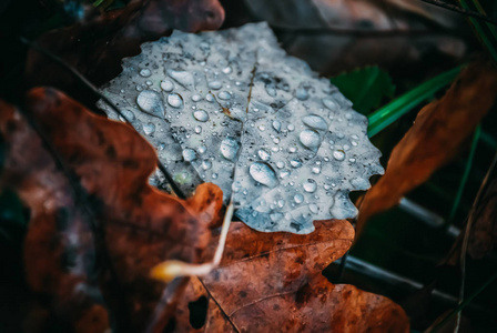 秋叶上的雨滴