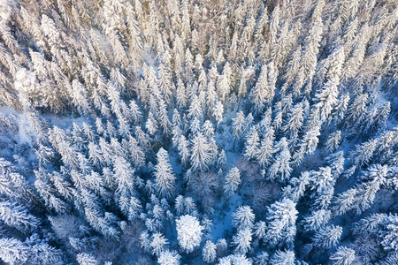 冬季森林的鸟瞰图。自然冬季景观从空中。森林下着雪是冬季.无人驾驶飞机的景观