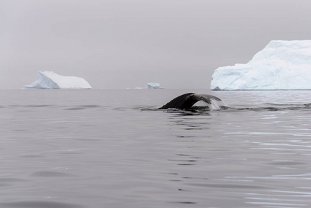 背景为冰山的驼背鲸鳍图片