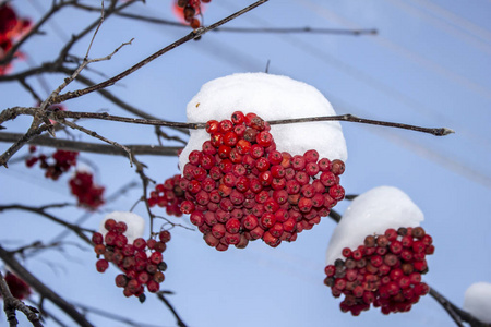 雪罗万前景关闭图片