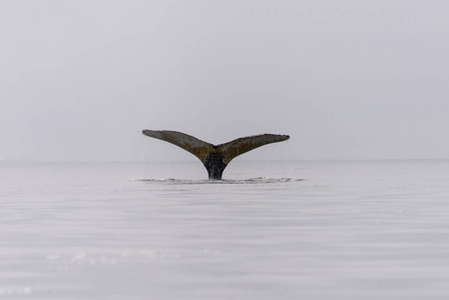 座头鲸侥幸在南极海照片