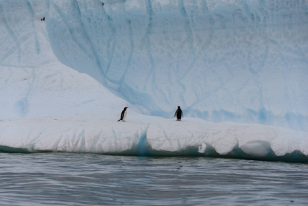 冰山上有两只绅士企鹅图片