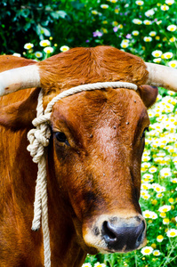 一头大头牛的特写镜头把一根绳子绑在农场的槽上照片