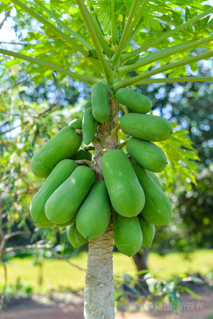 新鲜木瓜树生青木瓜热带果实树性背景