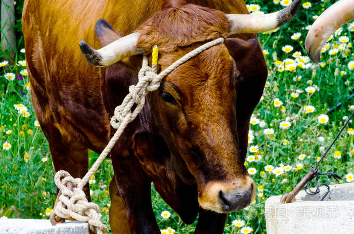 一头大头牛的特写镜头把一根绳子绑在农场的槽上