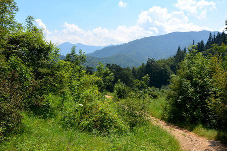 布拉索夫市附近的坦帕山公路。 罗马尼亚特兰西瓦尼亚森林的典型景观。 阳光明媚的仲夏的绿色景观