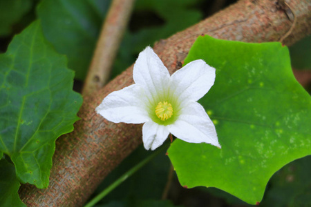 花常春藤葫芦白和叶绿大球茎