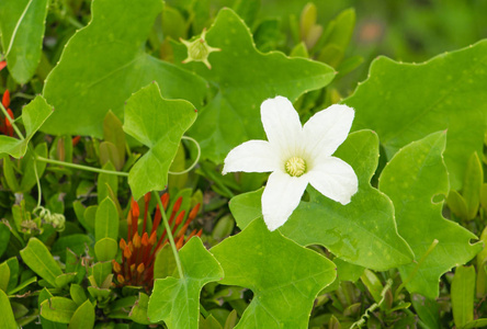 常春藤葫芦图片