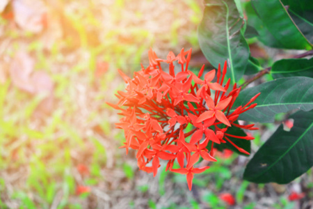 红穗花与自然界中的淡日落俗称红科