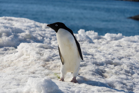 阿德莉企鹅在雪地上图片