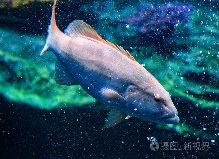 蓝斑石斑鱼鱼海洋海洋生物石斑鱼游泳水下水族箱大鱼头孢鱼精藻
