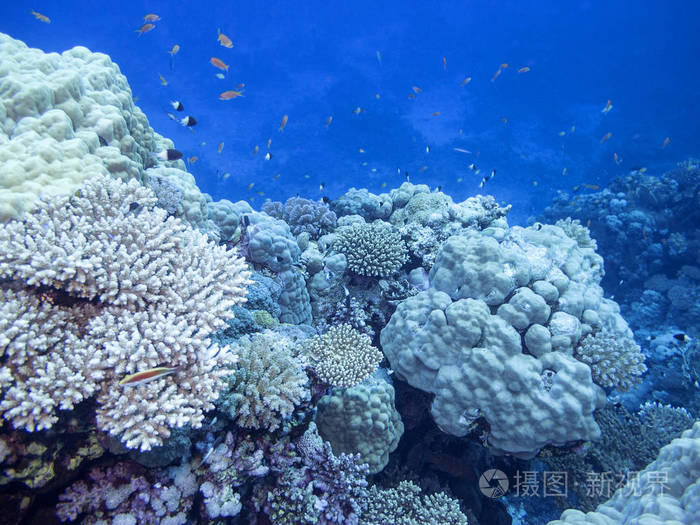 热带海底五颜六色的珊瑚礁水下景观